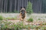 MALINOIS 568